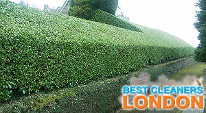 hedge-cutting